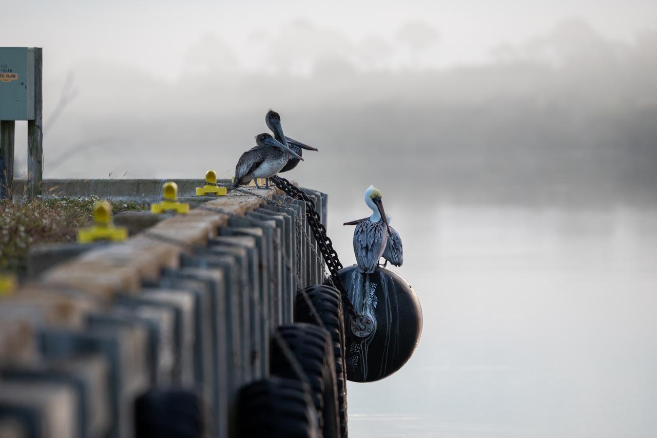 Pelicans perch on the support beams of an embankment on a waterway at NASA's Kennedy Space Center in Florida on Jan. 11, 2021. The center shares a border with the Merritt Island National Wildlife Refuge. More than 330 native and migratory bird species, along with 25 mammal, 117 fish, and 65 amphibian and reptile species call Kennedy and the wildlife refuge home.