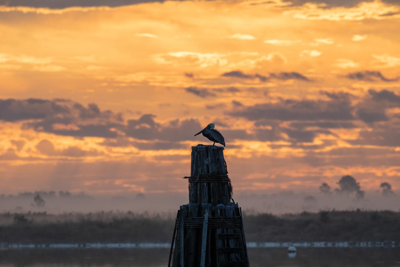 A colorful sunrise serves as the backdrop for a pelican perched on a support beam for a dock on a waterway at NASA's Kennedy Space Center in Florida on Jan. 11, 2021. The center shares a border with the Merritt Island National Wildlife Refuge. More than 330 native and migratory bird species, along with 25 mammal, 117 fish, and 65 amphibian and reptile species call Kennedy and the wildlife refuge home.