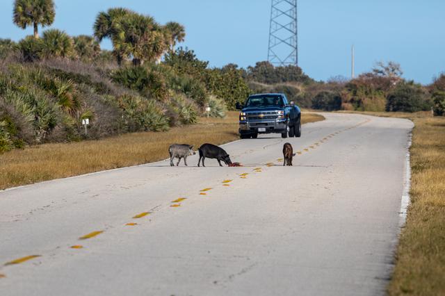 NASA image: Creative Photography, Wildlife - Pigs