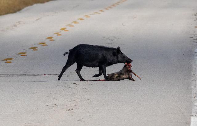 A wild pig is spotted with its prey on a roadway at NASA's Kennedy Space Center in Florida on Jan. 11, 2021. The center shares a border with the Merritt Island National Wildlife Refuge. More than 330 native and migratory bird species, 25 mammal, 117 fish and 65 amphibian and reptile species call Kennedy and the wildlife refuge home. 