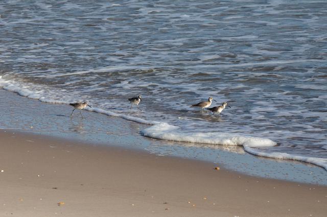 Creative Photography, Wildlife - Birds