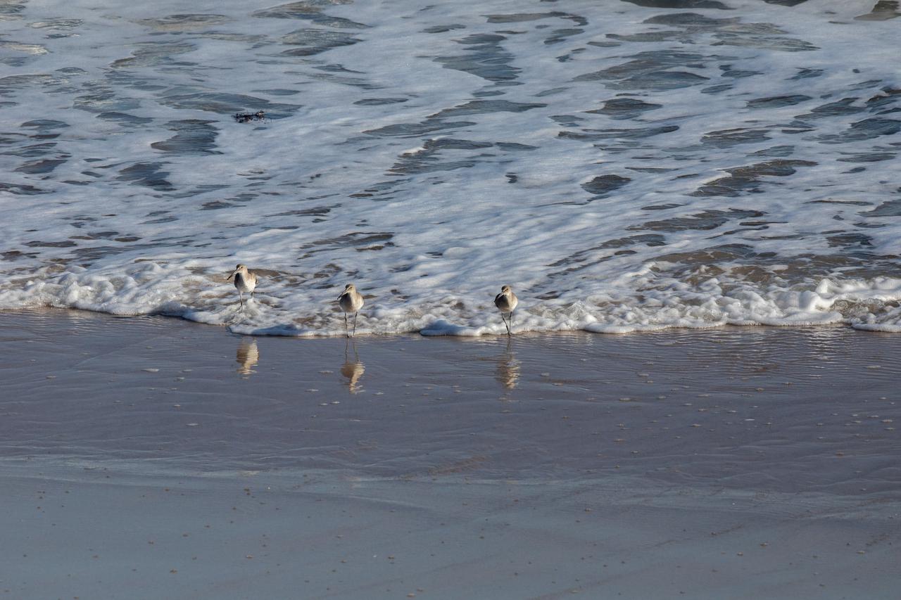 Several sandpipers wade in the shoreline of the Atlantic Ocean near NASA's Kennedy Space Center in Florida on Jan. 11, 2021. The center shares a border with the Merritt Island National Wildlife Refuge. More than 330 native and migratory bird species, 25 mammal, 117 fish and 65 amphibian and reptile species call Kennedy and the wildlife refuge home.