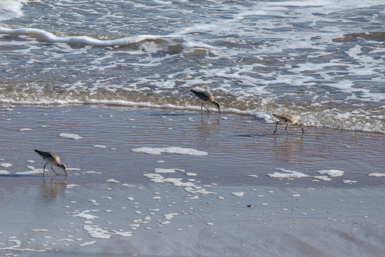 Several sandpipers search for food on the shoreline of the Atlantic Ocean near NASA's Kennedy Space Center in Florida on Jan. 11, 2021. The center shares a border with the Merritt Island National Wildlife Refuge. More than 330 native and migratory bird species, 25 mammal, 117 fish and 65 amphibian and reptile species call Kennedy and the wildlife refuge home.