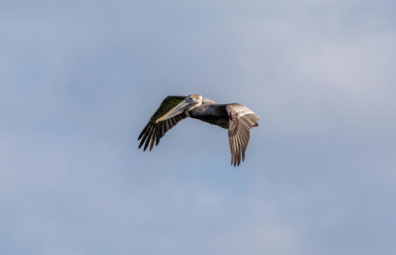 A pelican soars above a waterway at NASA's Kennedy Space Center in Florida on Jan. 11, 2021. The center shares a border with the Merritt Island National Wildlife Refuge. More than 330 native and migratory bird species, along with 25 mammal, 117 fish, and 65 amphibian and reptile species call Kennedy and the wildlife refuge home.
