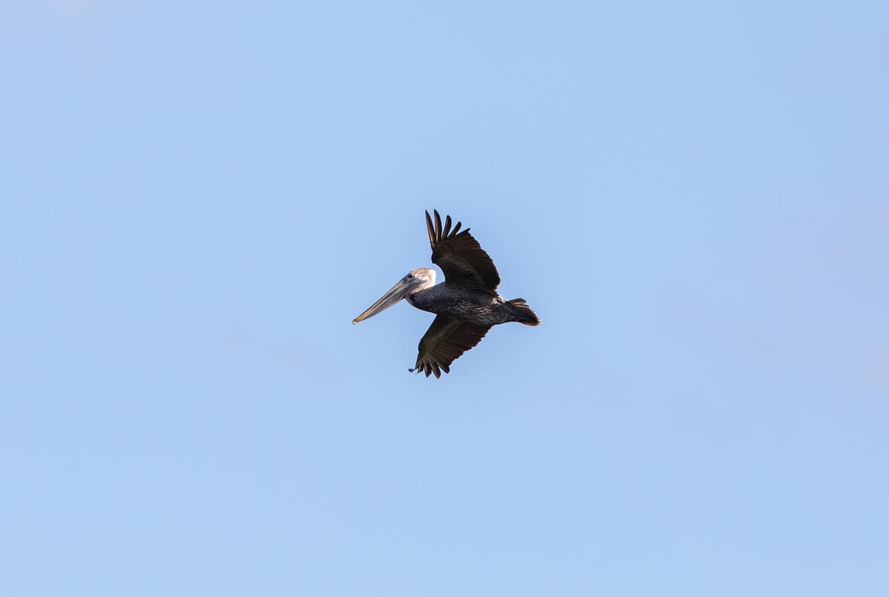 A pelican soars above a waterway at NASA's Kennedy Space Center in Florida on Jan. 11, 2021. The center shares a border with the Merritt Island National Wildlife Refuge. More than 330 native and migratory bird species, along with 25 mammal, 117 fish, and 65 amphibian and reptile species call Kennedy and the wildlife refuge home.
