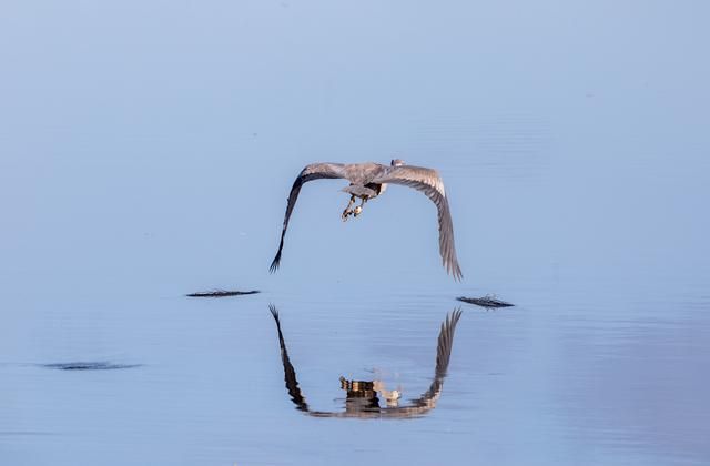 Creative Photography, Wildlife - Birds