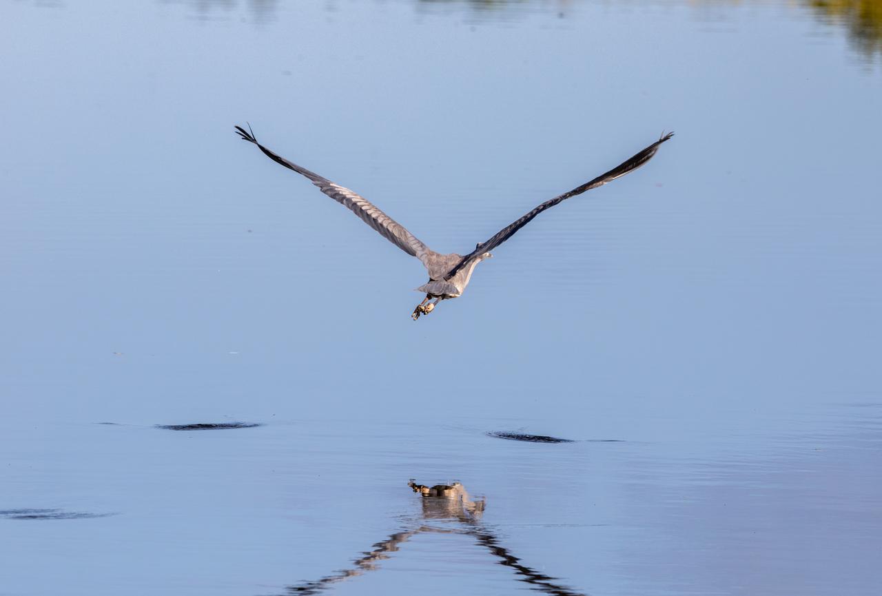 A Great Blue Heron glides close to a waterway at NASA's Kennedy Space Center in Florida on Jan. 11, 2021. The center shares a border with the Merritt Island National Wildlife Refuge. More than 330 native and migratory bird species, along with 25 mammal, 117 fish, and 65 amphibian and reptile species call Kennedy and the wildlife refuge home.