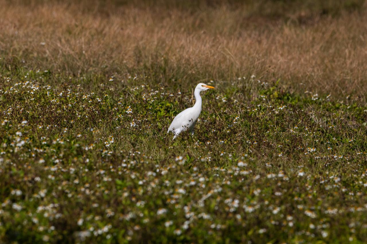 A Great Egret stands in a marsh near a waterway at NASA's Kennedy Space Center in Florida on Jan. 11, 2021. The center shares a border with the Merritt Island National Wildlife Refuge. More than 330 native and migratory bird species, along with 25 mammal, 117 fish, and 65 amphibian and reptile species call Kennedy and the wildlife refuge home.