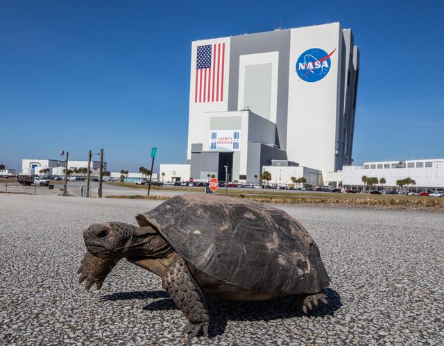 NASA image: Wildlife at KSC