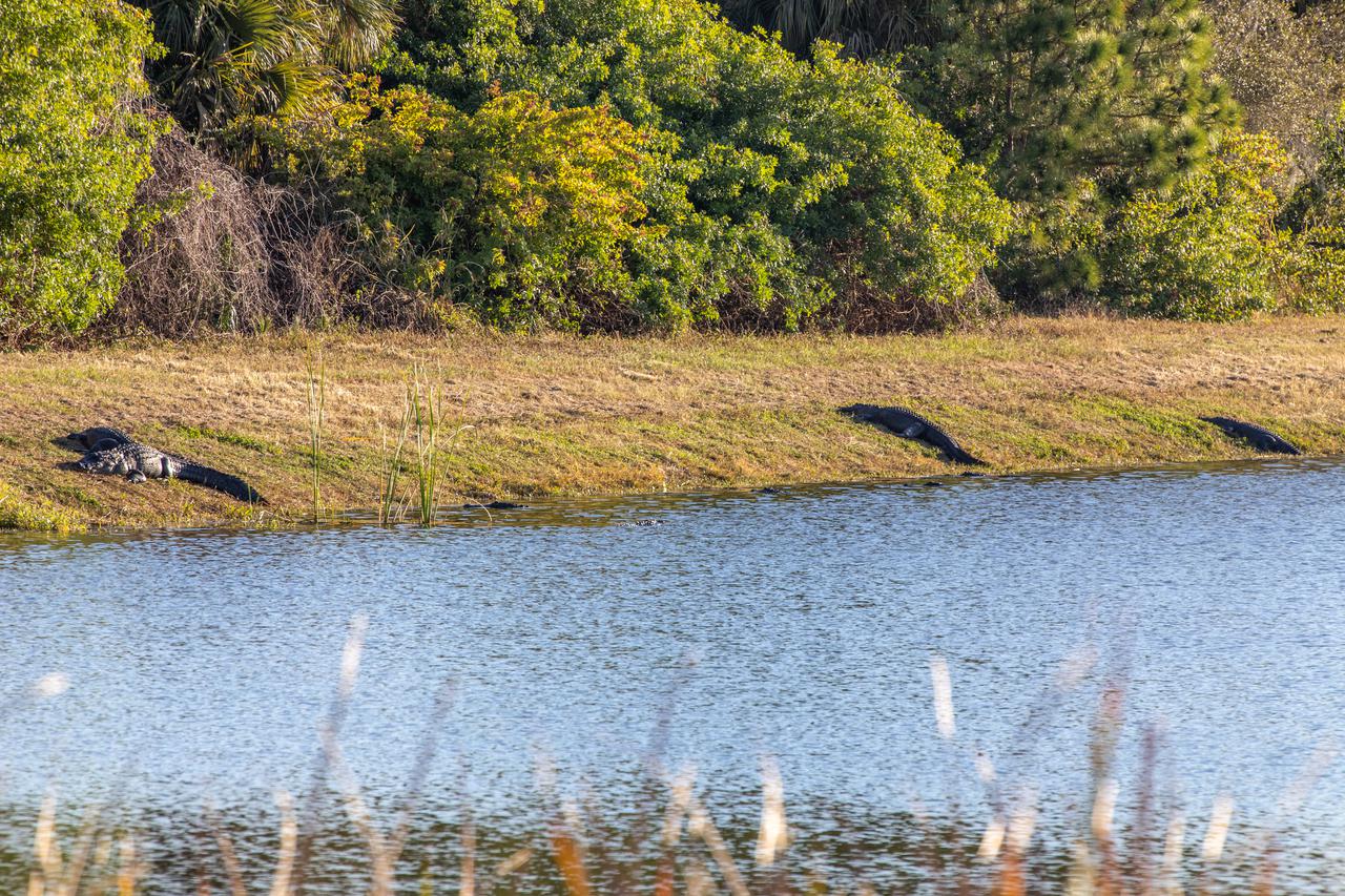 Alligators sun themselves along the grassy shoreline of a waterway at NASA's Kennedy Space Center in Florida on Jan. 21, 2021. The center shares a border with the Merritt Island National Wildlife Refuge. More than 330 native and migratory bird species, along with 25 mammal, 117 fish, and 65 amphibian and reptile species call Kennedy and the wildlife refuge home.