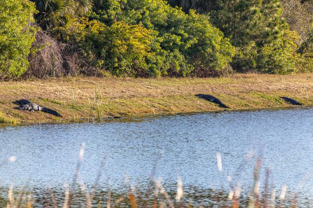 NASA image: Wildlife at KSC