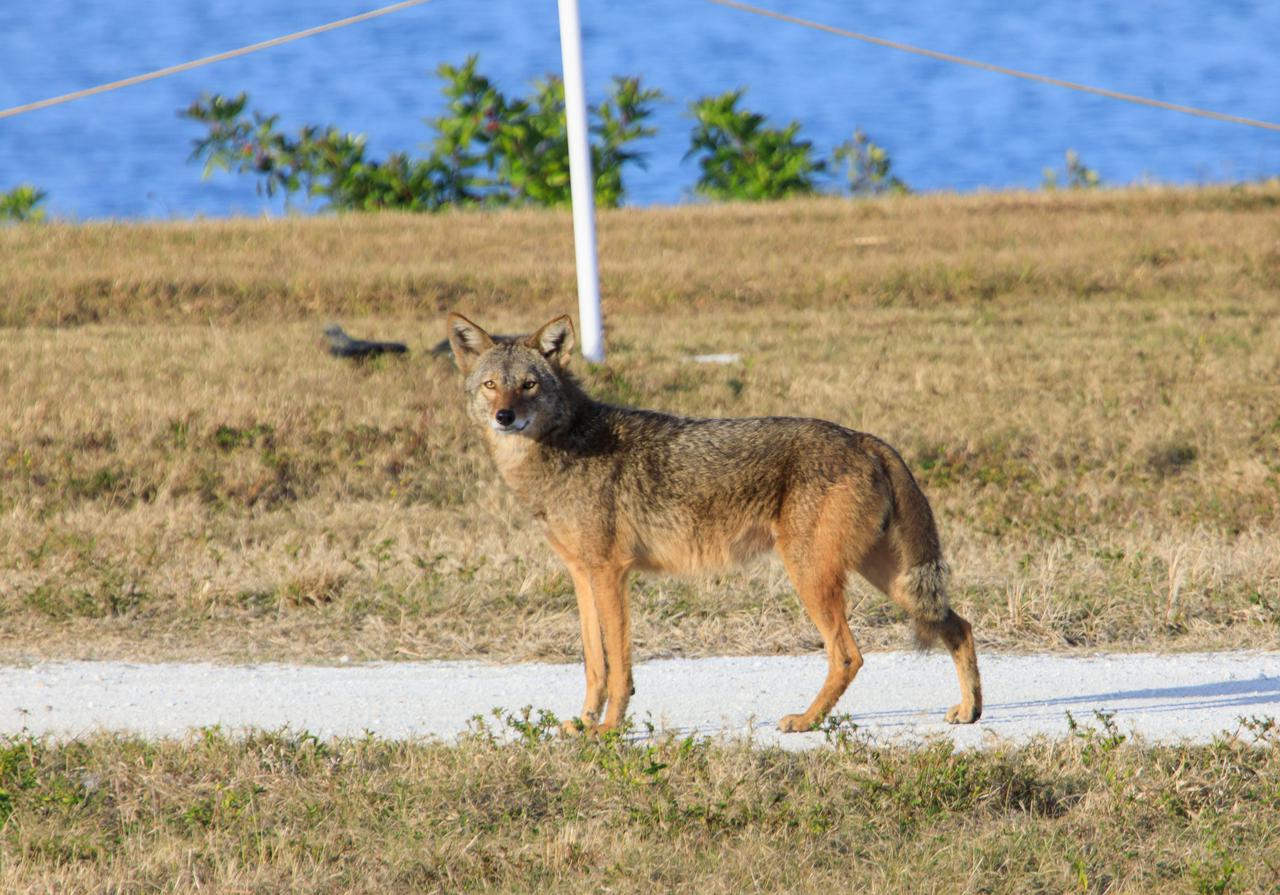 A coyote is seen on a path near a waterway at NASA's Kennedy Space Center in Florida on Feb. 4, 2021. The center shares a border with the Merritt Island National Wildlife Refuge. More than 330 native and migratory bird species, along with 25 mammal, 117 fish, and 65 amphibian and reptile species call Kennedy and the wildlife refuge home.