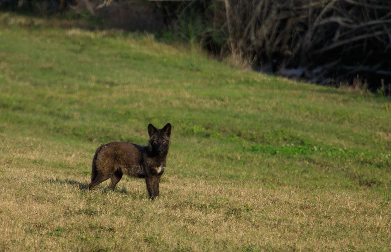 A coyote with an intent gaze roams in the grass near a waterway at NASA's Kennedy Space Center in Florida on Feb. 4, 2021. The center shares a border with the Merritt Island National Wildlife Refuge. More than 330 native and migratory bird species, along with 25 mammal, 117 fish, and 65 amphibian and reptile species call Kennedy and the wildlife refuge home.