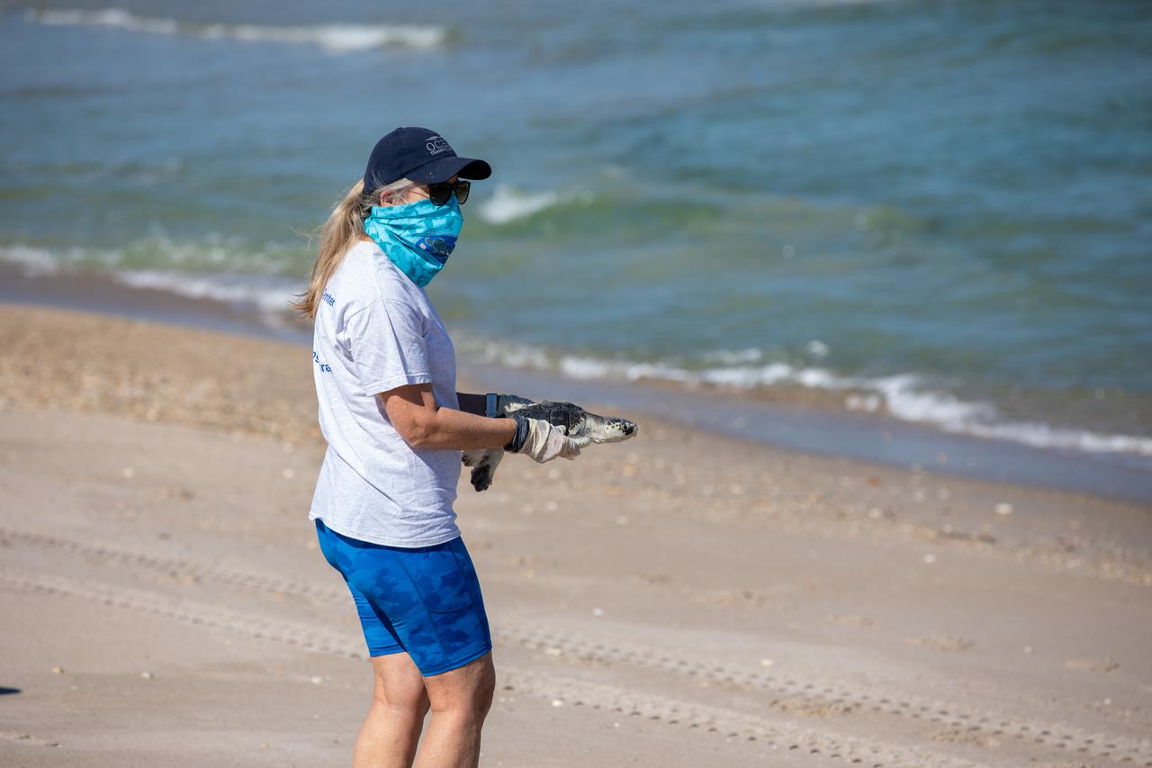 A biologist with Herndon Solutions Group, the center’s environmental services contractor, prepares to release Kemp’s ridley sea turtles into the Atlantic Ocean at the Canaveral National Seashore near Kennedy Space Center on Feb. 26, 2021. The rescued and rehabilitated turtles were flown from aquatic centers in Massachusetts and New York to the Launch and Landing Facility, managed by Space Florida. NASA, U.S. Fish and Wildlife Service, NOAA Fisheries, Space Florida, and Herndon Solutions Group provided support. The Turtles Fly Too organization provided the flight to Kennedy. All marine turtle footage/images was obtained with the approval of the Florida Fish and Wildlife Conservation Commission (FWC) under conditions not harmful to marine turtles. Footage was acquired while conducting authorized conservation activities pursuant to: FWC 2021 Consent Permit, MTP-21-005 and MTP-21-114.