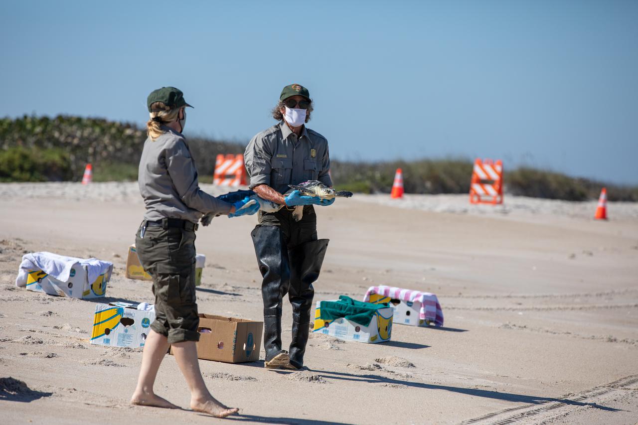 Staff with NASA, the National Park Service, Herndon Solutions Group, the center’s environmental services contractor, and others, prepare to release Kemp’s ridley sea turtles into the Atlantic Ocean at the Canaveral National Seashore near Kennedy Space Center on Feb. 26, 2021. The rescued and rehabilitated turtles were flown from aquatic centers in Massachusetts and New York to the Launch and Landing Facility, managed by Space Florida. NASA, U.S. Fish and Wildlife Service, NOAA Fisheries, Space Florida, and Herndon Solutions Group provided support. The Turtles Fly Too organization provided the flight to Kennedy. All marine turtle footage/images was obtained with the approval of the Florida Fish and Wildlife Conservation Commission (FWC) under conditions not harmful to marine turtles. Footage was acquired while conducting authorized conservation activities pursuant to: FWC 2021 Consent Permit, MTP-21-005 and MTP-21-114.