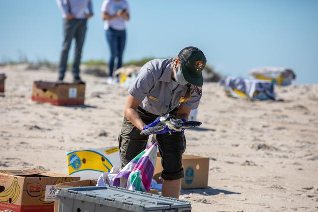 NASA image: Rescued Sea Turtles Released at Playalinda Beach, Florida