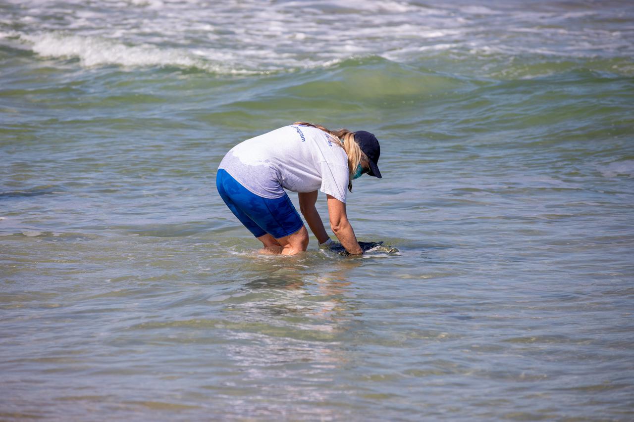 A biologist with Herndon Solutions Group, the center’s environmental services contractor, releases a Kemp’s ridley sea turtle into the Atlantic Ocean at the Canaveral National Seashore near Kennedy Space Center on Feb. 26, 2021. The rescued and rehabilitated turtles were flown from aquatic centers in Massachusetts and New York to the Launch and Landing Facility, managed by Space Florida. NASA, U.S. Fish and Wildlife Service, NOAA Fisheries, Space Florida, and Herndon Solutions Group provided support. The Turtles Fly Too organization provided the flight to Kennedy. All marine turtle footage/images was obtained with the approval of the Florida Fish and Wildlife Conservation Commission (FWC) under conditions not harmful to marine turtles. Footage was acquired while conducting authorized conservation activities pursuant to: FWC 2021 Consent Permit, MTP-21-005 and MTP-21-114.