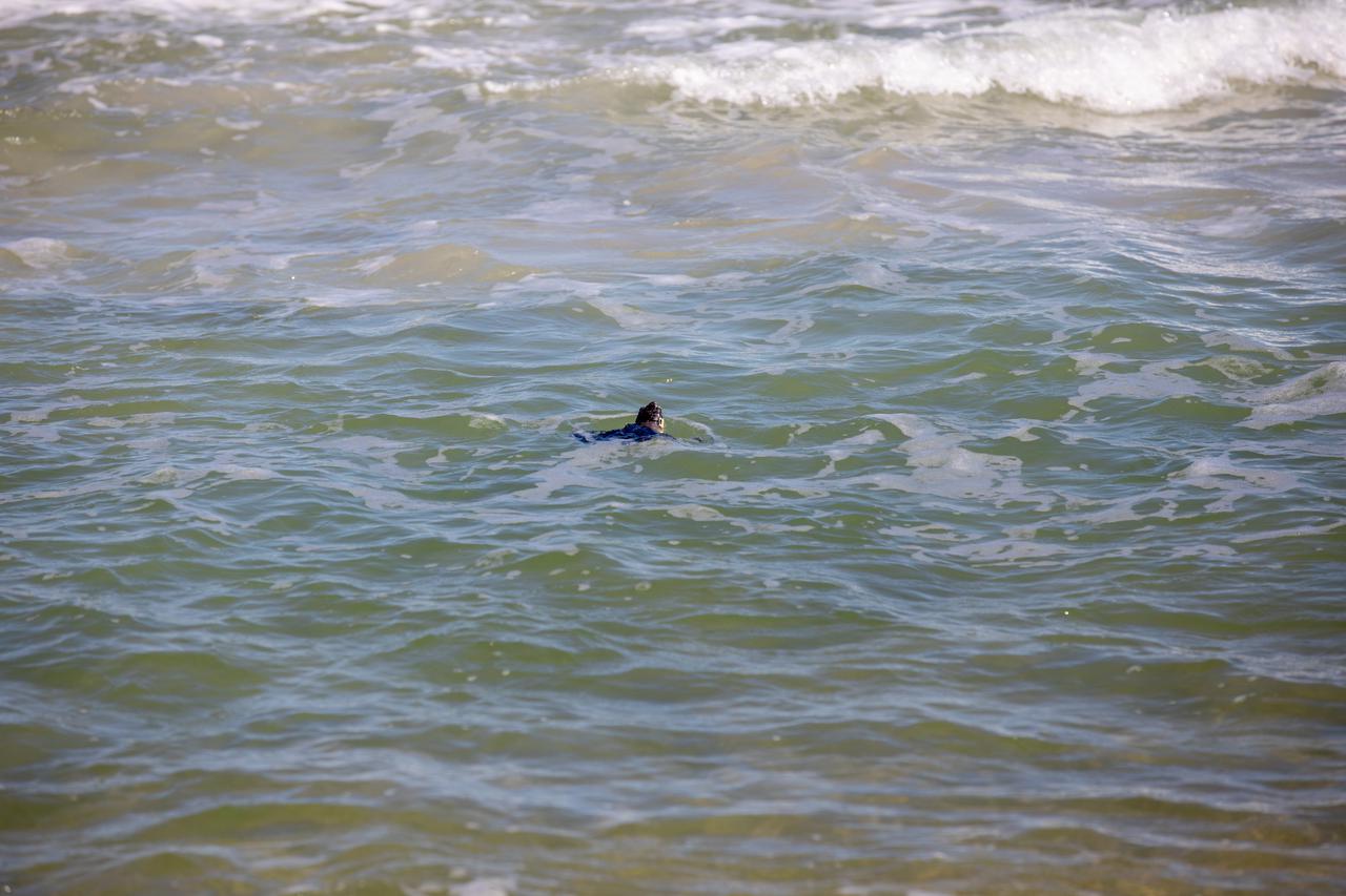 A Kemp’s ridley sea turtle swims in the surf after it is released into the Atlantic Ocean at the Canaveral National Seashore near Kennedy Space Center on Feb. 26, 2021. The rescued and rehabilitated turtles were flown from aquatic centers in Massachusetts and New York to the Launch and Landing Facility, managed by Space Florida. NASA, U.S. Fish and Wildlife Service, NOAA Fisheries, Space Florida, and Herndon Solutions Group provided support. The Turtles Fly Too organization provided the flight to Kennedy. All marine turtle footage/images was obtained with the approval of the Florida Fish and Wildlife Conservation Commission (FWC) under conditions not harmful to marine turtles. Footage was acquired while conducting authorized conservation activities pursuant to: FWC 2021 Consent Permit, MTP-21-005 and MTP-21-114.