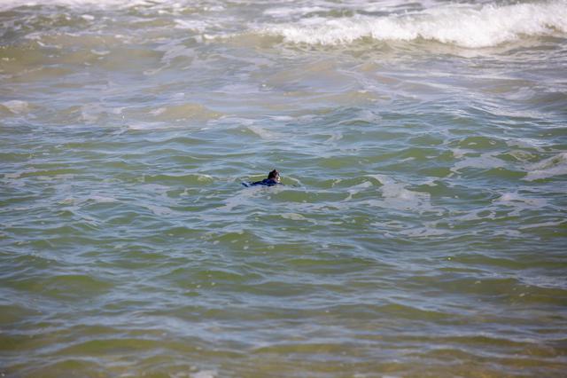 NASA image: Rescued Sea Turtles Released at Playalinda Beach, Florida