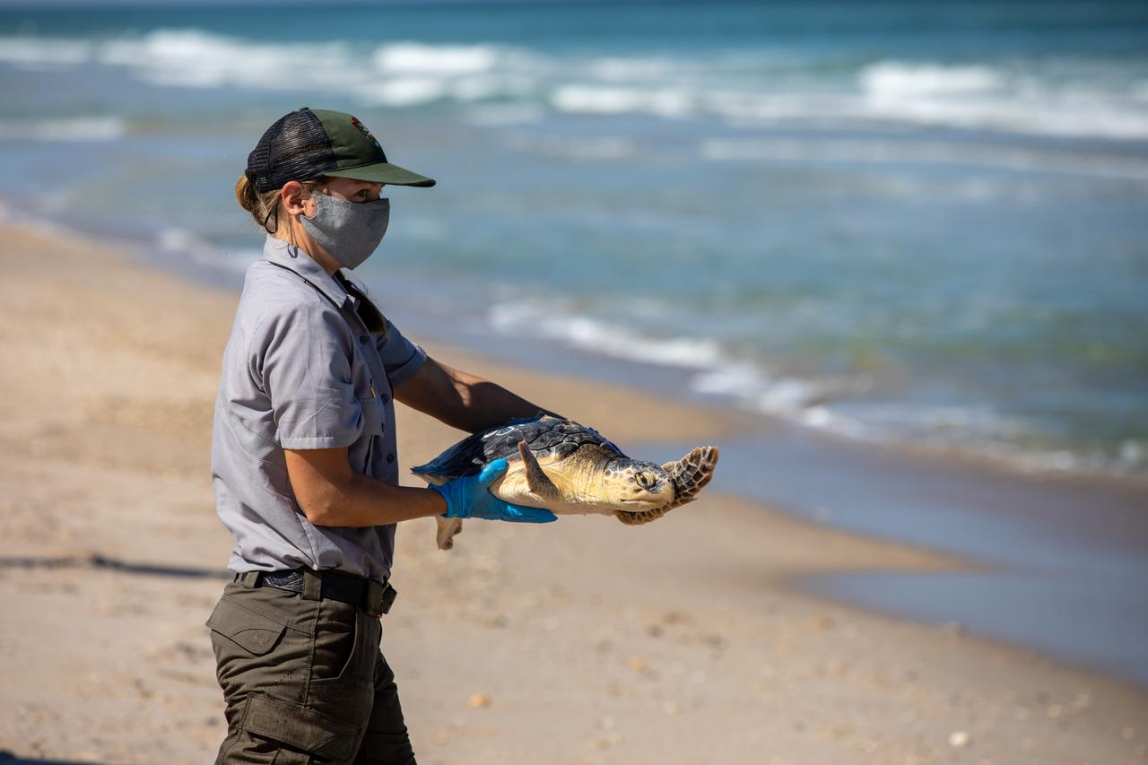 A National Park Service staff member prepares to release a Kemp’s ridley sea turtle into the Atlantic Ocean at the Canaveral National Seashore near Kennedy Space Center on Feb. 26, 2021. The rescued and rehabilitated turtles were flown from aquatic centers in Massachusetts and New York to the Launch and Landing Facility, managed by Space Florida. NASA, U.S. Fish and Wildlife Service, NOAA Fisheries, Space Florida, and Herndon Solutions Group provided support. The Turtles Fly Too organization provided the flight to Kennedy. All marine turtle footage/images was obtained with the approval of the Florida Fish and Wildlife Conservation Commission (FWC) under conditions not harmful to marine turtles. Footage was acquired while conducting authorized conservation activities pursuant to: FWC 2021 Consent Permit, MTP-21-005 and MTP-21-114.