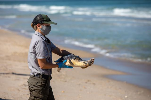 NASA image: Rescued Sea Turtles Released at Playalinda Beach, Florida