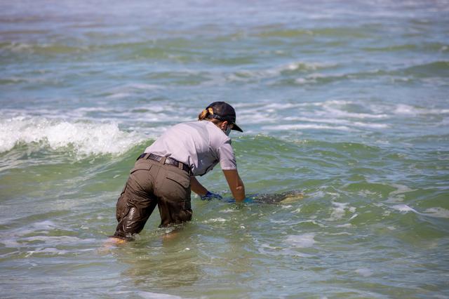NASA image: Rescued Sea Turtles Released at Playalinda Beach, Florida