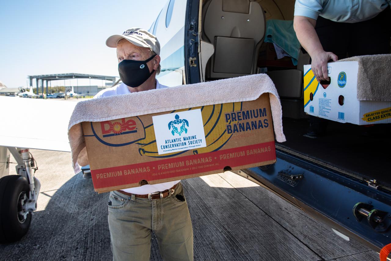 Staff with NASA and partner agencies help to unpack the containers of Kemp’s ridley and other sea turtles from the PC12 aircraft that arrived at the Launch and Landing Facility, managed by Space Florida, at NASA’s Kennedy Space Center in Florida on Feb. 26, 2021. The rescued and rehabilitated turtles were flown from aquatic centers in Massachusetts and New York. The containers of turtles will be transferred to vehicles for the short trip to the Canaveral National Seashore, where they will be released into the Atlantic Ocean. NASA, U.S. Fish and Wildlife Service, NOAA Fisheries, Space Florida, and Herndon Solutions Group, the center’s environmental services contractor, provided support. The Turtles Fly Too organization provided the flight to Kennedy. All marine turtle footage/images was obtained with the approval of the Florida Fish and Wildlife Conservation Commission (FWC) under conditions not harmful to marine turtles. Footage was acquired while conducting authorized conservation activities pursuant to: FWC 2021 Consent Permit, MTP-21-005 and MTP-21-114.