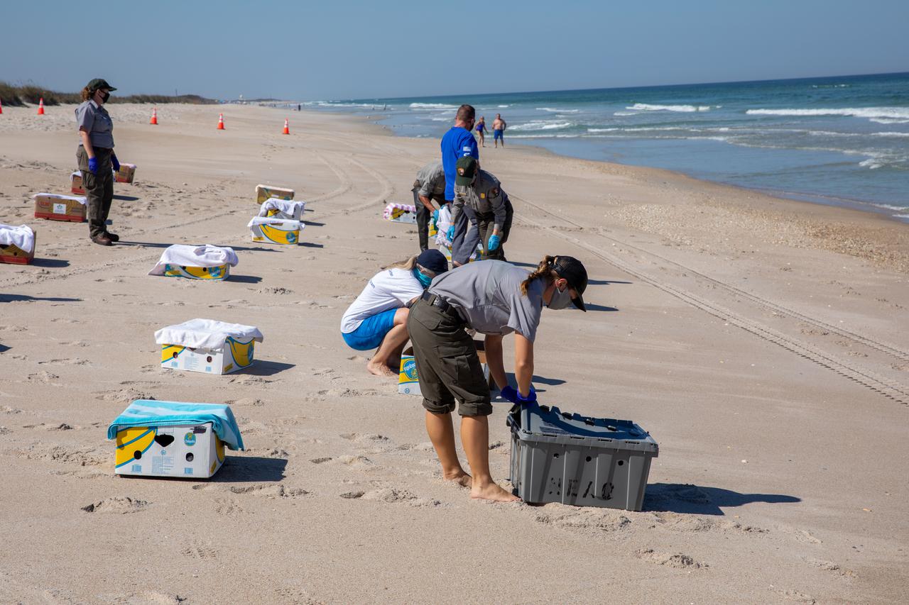 Staff with NASA, the National Park Service, Herndon Solutions Group, the center’s environmental services contractor, and others, prepare to release Kemp’s ridley sea turtles into the Atlantic Ocean at the Canaveral National Seashore near Kennedy Space Center on Feb. 26, 2021. The rescued and rehabilitated turtles were flown from aquatic centers in Massachusetts and New York to the Launch and Landing Facility, managed by Space Florida. NASA, U.S. Fish and Wildlife Service, NOAA Fisheries, Space Florida, and Herndon Solutions Group provided support. The Turtles Fly Too organization provided the flight to Kennedy. All marine turtle footage/images was obtained with the approval of the Florida Fish and Wildlife Conservation Commission (FWC) under conditions not harmful to marine turtles. Footage was acquired while conducting authorized conservation activities pursuant to: FWC 2021 Consent Permit, MTP-21-005 and MTP-21-114.