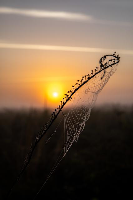 NASA image: Creative Photography - Sunrise; Spider Webs
