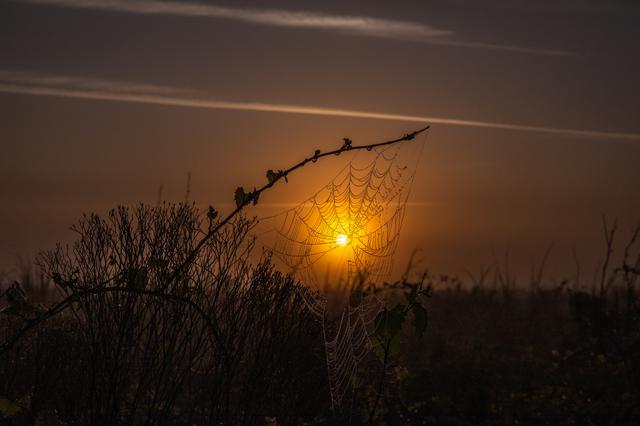 NASA image: Creative Photography - Sunrise; Spider Webs