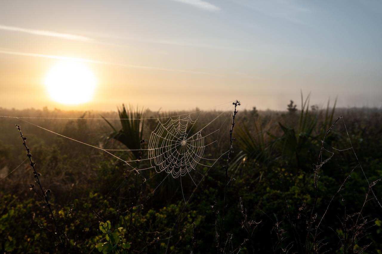 A spider web hangs in the forefront of a sunrise at Kennedy Space Center on March 15, 2021. Kennedy shares space with the Merritt Island National Wildlife Refuge on Florida’s east coast. The refuge includes about 140,000 acres on land and water and provides a wide variety of habitats.