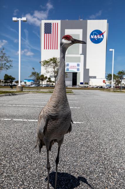 NASA image: Creative Photography - Sandhill Cranes