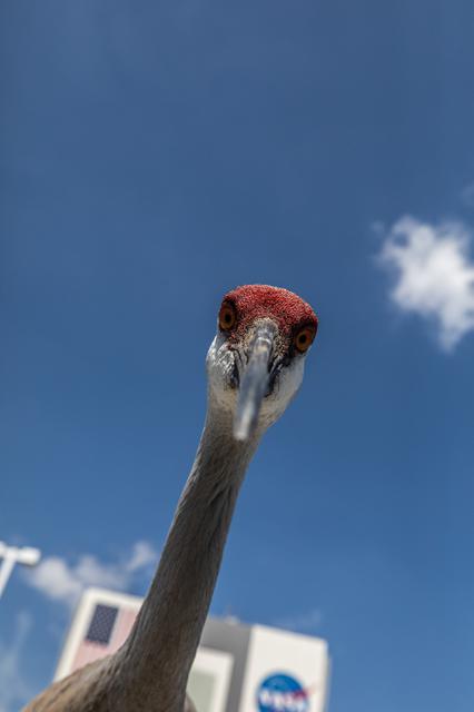 NASA image: Creative Photography - Sandhill Cranes