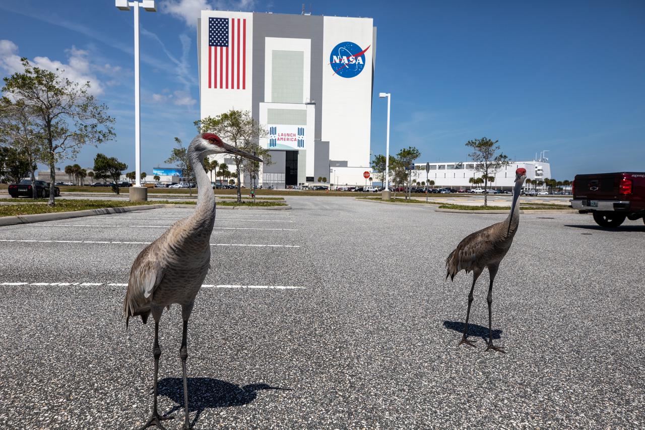 A pair of sandhill cranes explore a paved parking area near the Vehicle Assembly Building at NASA’s Kennedy Space Center in Florida on March 24, 2021. Kennedy shares space with the Merritt Island National Wildlife refuge, which is home to more than 1,000 species of plants, 117 species of fish, 68 amphibians and reptiles, 330 birds, and 31 different mammals. The refuge provides a favorable environment for the cranes as it contains shallow freshwater habitats for nesting, along with a variety of vegetation and prey to feed on.