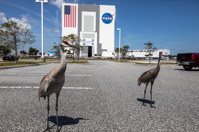 NASA image: Creative Photography - Sandhill Cranes