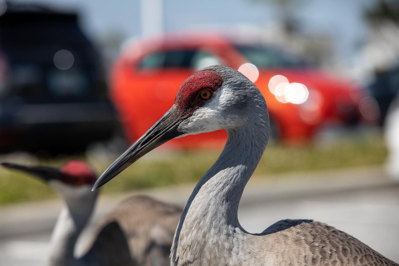 A pair of sandhill cranes explore a paved parking area at NASA’s Kennedy Space Center in Florida on March 24, 2021. Kennedy shares space with the Merritt Island National Wildlife refuge, which is home to more than 1,000 species of plants, 117 species of fish, 68 amphibians and reptiles, 330 birds, and 31 different mammals. The refuge provides a favorable environment for the cranes as it contains shallow freshwater habitats for nesting, along with a variety of vegetation and prey to feed on.