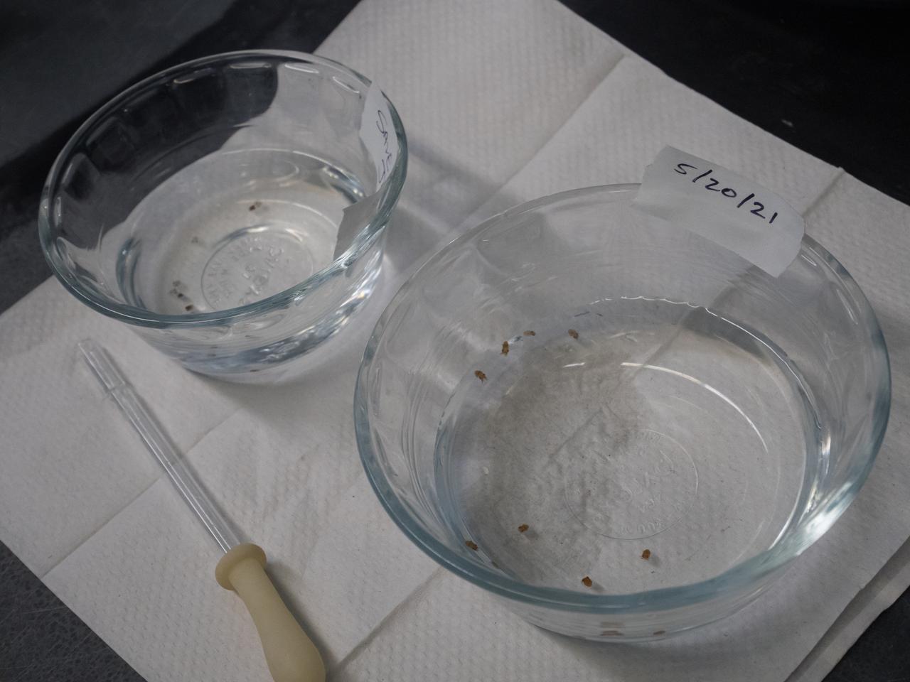 Inside the Space Life Sciences Laboratory at NASA’s Kennedy Space Center in Florida, bobtail squid are  part of preparations on May 20, 2021, for the Understanding of Microgravity on Animal-Microbe Interactions (UMAMI) experiment that will launch to the International Space Station aboard SpaceX’s 22nd Commercial Resupply Services mission. The experiment will examine the effects of spaceflight on the molecular and chemical interactions between beneficial microbes and their animal hosts. Animals, including humans, rely on microbes to maintain a healthy digestive and immune system. UMAMI is one of several experiments bound for the space station in the Dragon capsule atop the SpaceX Falcon 9 rocket. The mission is scheduled to lift off from Launch Complex 39A on June 3. 