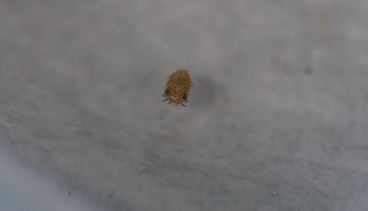 Inside the Space Life Sciences Laboratory at NASA’s Kennedy Space Center in Florida, Jamie Foster, principal investigator on the Understanding of Microgravity on Animal-Microbe Interactions (UMAMI) experiment, demonstrates preparations for bobtail squid on May 20, 2021, for a trip to the International Space Station aboard SpaceX’s 22nd Commercial Resupply Services mission. The experiment will examine the effects of spaceflight on the molecular and chemical interactions between beneficial microbes and their animal hosts. Amimals, including humans, rely on microbes to maintain a healthy digestive and immune system. UMAMI is one of several experiments bound for the space station in the Dragon capsule atop the SpaceX Falcon 9 rocket. The mission is scheduled to lift off from Launch Complex 39A on June 3. 