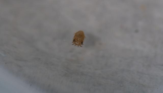 NASA image: SpaceX CRS-22 Squid Experiment