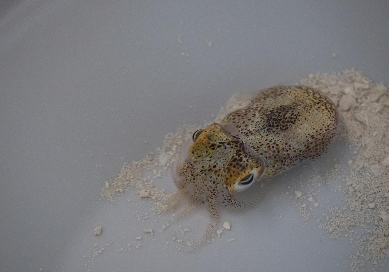 Inside the Space Life Sciences Laboratory at NASA’s Kennedy Space Center in Florida, bobtail squid are part of preparations on May 20, 2021, for the Understanding of Microgravity on Animal-Microbe Interactions (UMAMI) experiment that will launch to the International Space Station aboard SpaceX’s 22nd Commercial Resupply Services mission. The experiment will examine the effects of spaceflight on the molecular and chemical interactions between beneficial microbes and their animal hosts. Amimals, including humans, rely on microbes to maintain a healthy digestive and immune system. UMAMI is one of several experiments bound for the space station in the Dragon capsule atop the SpaceX Falcon 9 rocket. The mission is scheduled to lift off from Launch Complex 39A on June 3. 