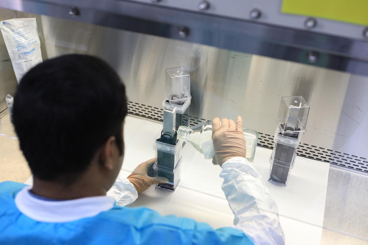 Dr. Arko Bakshi, a research associate with the Department of Botany at the University of Wisconsin, Madison, adds nutrient gel to Target Veggie Chambers, or TVCs, inside a laboratory in the Space Station Processing Facility at Kennedy Space Center in Florida on May 28, 2021. Bakshi waited until the gel solidified and then planted cotton seeds in it as part of the Targeting Improved Cotton Through Orbital Cultivation (TICTOC) experiment, which will launch to the International Space Station aboard SpaceX’s 22nd commercial resupply services mission. TICTOC will investigate how environmental factors and genes control development of roots in the absence of gravity. Liftoff of the SpaceX Falcon 9 rocket and Dragon capsule is scheduled for 1:29 p.m. EDT Thursday, June 3, 2021, from Launch Complex 39A at Kennedy Space Center. 