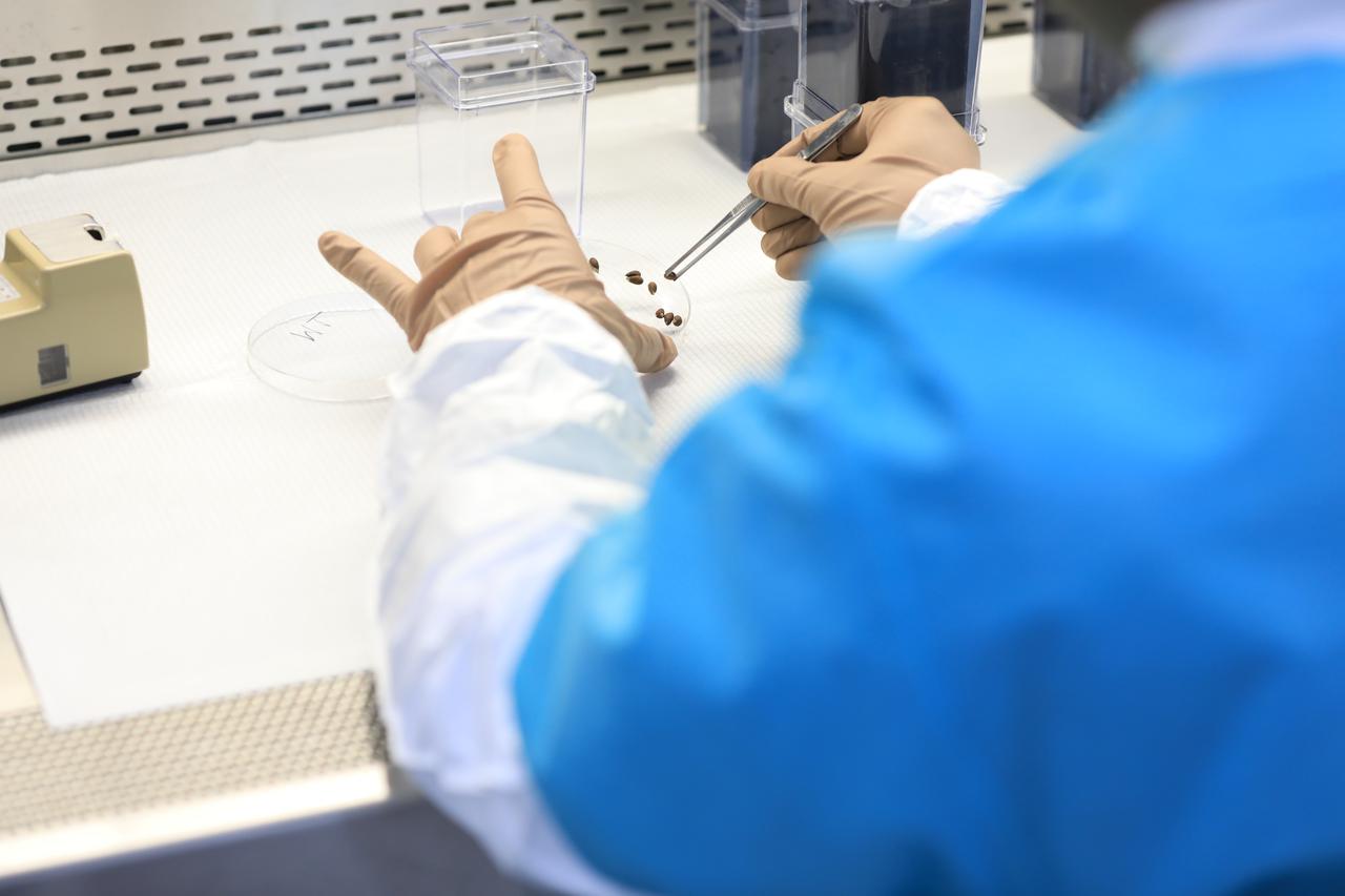 Dr. Arko Bakshi, a research associate with the Department of Botany at the University of Wisconsin, Madison, adds nutrient gel to Target Veggie Chambers, or TVCs, inside a laboratory in the Space Station Processing Facility at Kennedy Space Center in Florida on May 28, 2021. Bakshi waited until the gel solidified and then planted cotton seeds in it as part of the Targeting Improved Cotton Through Orbital Cultivation (TICTOC) experiment, which will launch to the International Space Station aboard SpaceX’s 22nd commercial resupply services mission. TICTOC will investigate how environmental factors and genes control development of roots in the absence of gravity. Liftoff of the SpaceX Falcon 9 rocket and Dragon capsule is scheduled for 1:29 p.m. EDT Thursday, June 3, 2021, from Launch Complex 39A at Kennedy Space Center. 