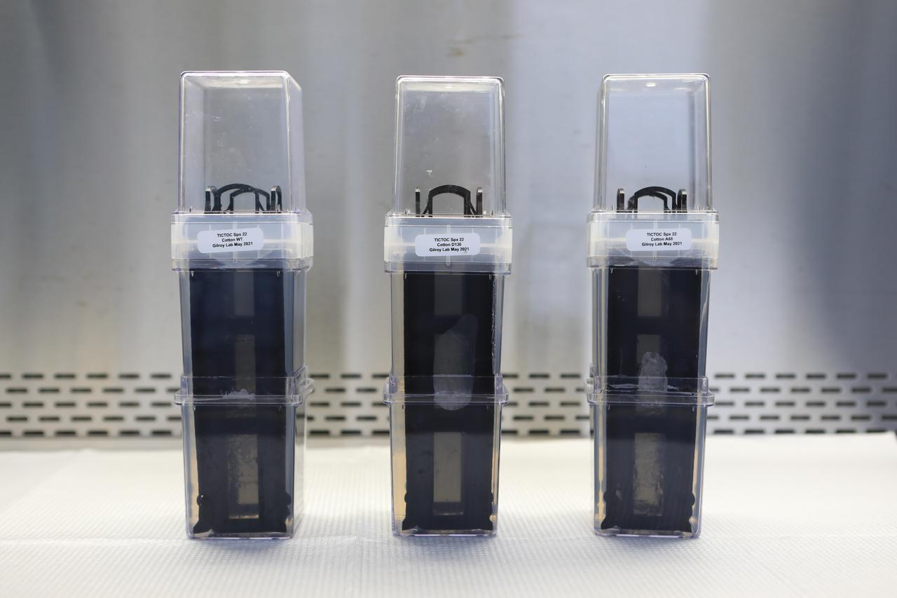 Several Target Veggie Chambers, or TVCs, are in view inside a laboratory in the Space Station Processing Facility at NASA’s Kennedy Space Center in Florida on May 28, 2021. A nutrient gel has been added to them, and when the gel solidified, Dr. Arko Bakshi, a research associate with the Department of Botany at the University of Wisconsin, Madison, planted cotton seeds in them as part of the Targeting Improved Cotton Through Orbital Cultivation (TICTOC) experiment, which will launch to the International Space Station aboard SpaceX’s 22nd commercial resupply services mission. TICTOC will investigate how environmental factors and genes control development of roots in the absence of gravity. Liftoff of the SpaceX Falcon 9 rocket and Dragon capsule is scheduled for 1:29 p.m. EDT Thursday, June 3, 2021, from Launch Complex 39A at Kennedy Space Center. 