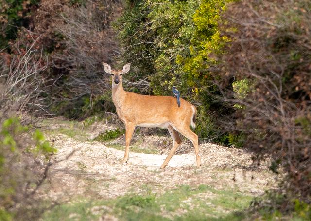 A Florida Scrub-Jay perches on the back of a white-tailed deer in the woods at NASA’s Kennedy Space Center in Florida on June 15, 2021. The Florida Scrub-Jay is one of the species of scrub-jay native to North America. The center shares a border with the Merritt Island National Wildlife Refuge. More than 330 native and migratory bird species, along with 25 mammal, 117 fish, and 65 amphibian and reptile species call Kennedy and the wildlife refuge home. 