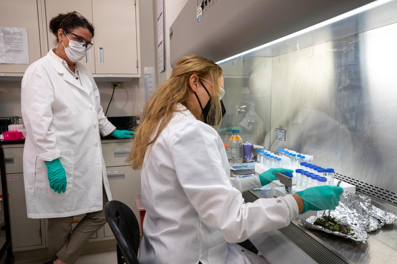 Inside the Microbiology Lab at NASA’s Kennedy Space Center in Florida on Oct. 6, 2021, Microbiology Lead Mary Hummerick, left, and Microbiologist Jennifer Gooden work with frozen lettuce samples that recently returned from the International Space Station as part of NASA’s SpaceX 23rd commercial resupply services mission. The experiment, titled VEG-03J, involved “Outredgeous” red romaine lettuce grown in the Veggie Production System (Veggie) on the space station and demonstrated a new way of storing, handling, and planting seeds in space. NASA is studying how to effectively grow crops in space so plants can provide supplemental nutrients to astronaut crews on long-duration missions, such as a mission to Mars.