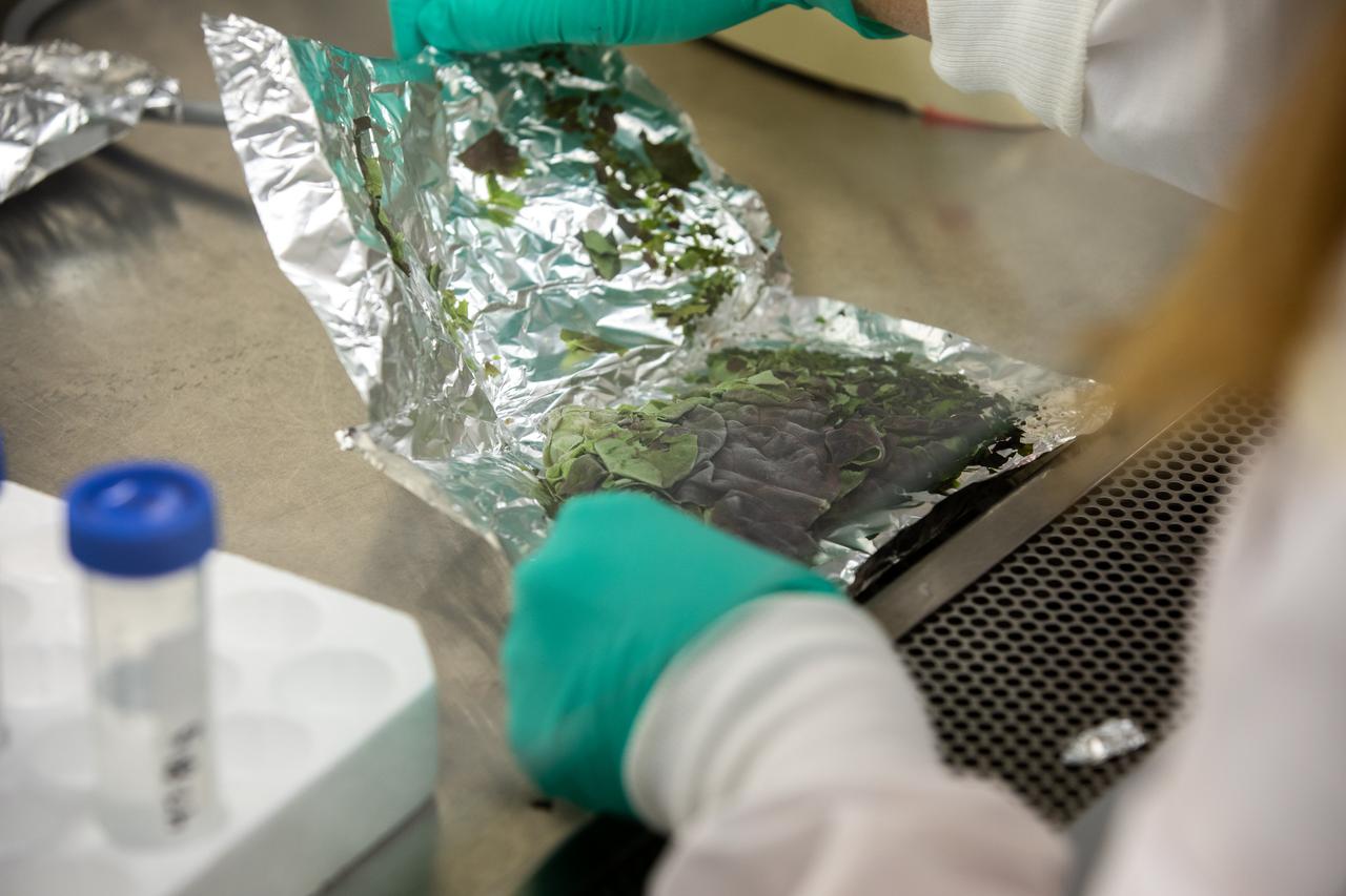 Inside the Microbiology Lab at NASA’s Kennedy Space Center in Florida on Oct. 6, 2021, Microbiologist Jennifer Gooden works with frozen lettuce samples that recently returned from the International Space Station as part of NASA’s SpaceX 23rd commercial resupply services mission. The experiment, titled VEG-03J, involved “Outredgeous” red romaine lettuce grown in the Veggie Production System (Veggie) on the space station and demonstrated a new way of storing, handling, and planting seeds in space. NASA is studying how to effectively grow crops in space so plants can provide supplemental nutrients to astronaut crews on long-duration missions, such as a mission to Mars.