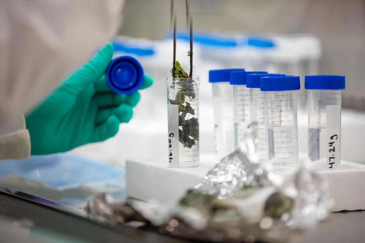 Inside the Microbiology Lab at NASA’s Kennedy Space Center in Florida on Oct. 6, 2021, a microbiologist works with frozen lettuce samples that recently returned from the International Space Station as part of NASA’s SpaceX 23rd commercial resupply services mission. The experiment, titled VEG-03J, involved “Outredgeous” red romaine lettuce grown in the Veggie Production System (Veggie) on the space station and demonstrated a new way of storing, handling, and planting seeds in space. NASA is studying how to effectively grow crops in space so plants can provide supplemental nutrients to astronaut crews on long-duration missions, such as a mission to Mars.