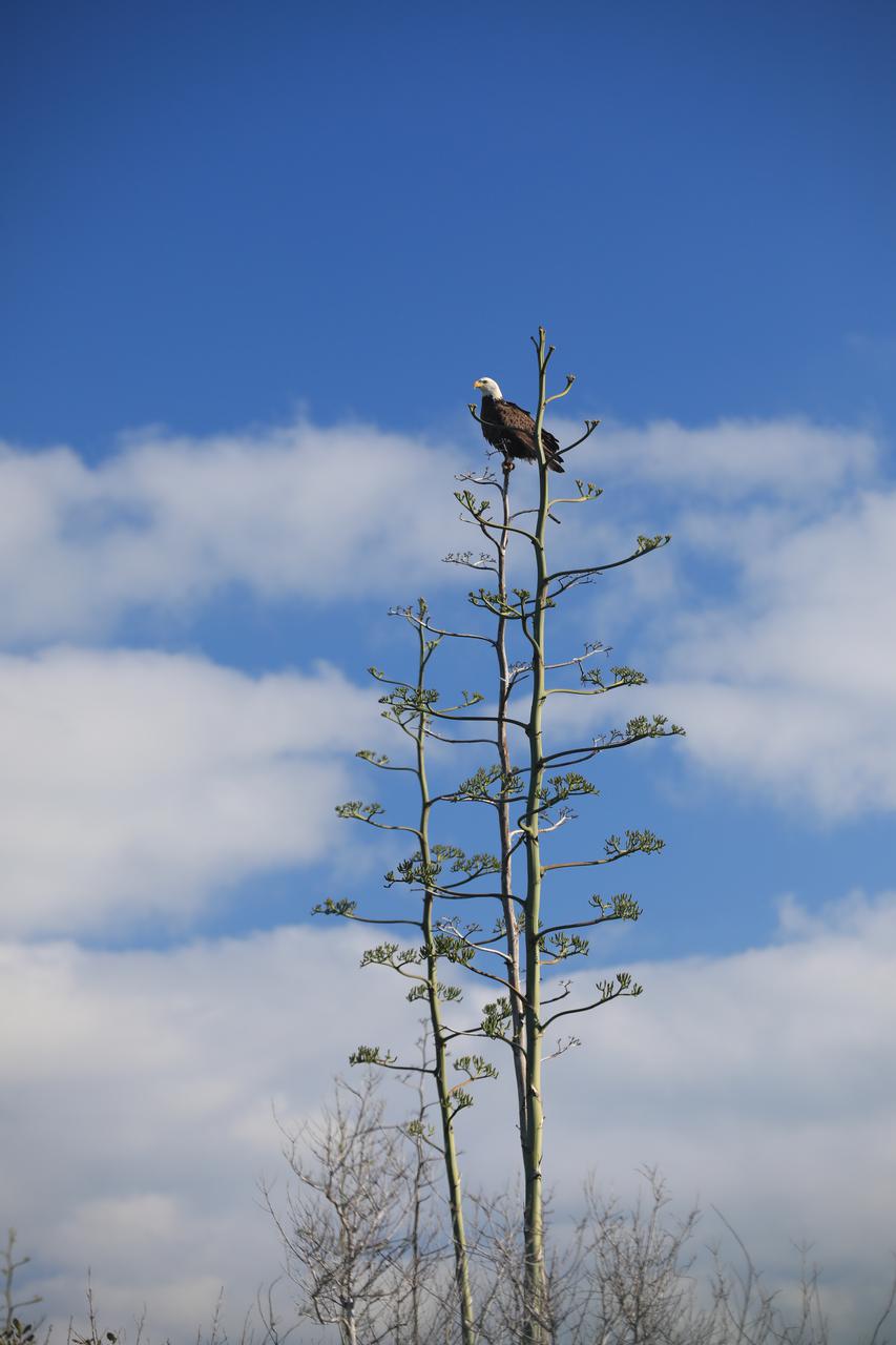 An American Bald Eagle perches majestically in a tree at NASA’s Kennedy Space Center in Florida on Jan. 18, 2022. The center shares a border with the Merritt Island National Wildlife Refuge. More than 330 native and migratory bird species call Kennedy and the wildlife refuge home. 
