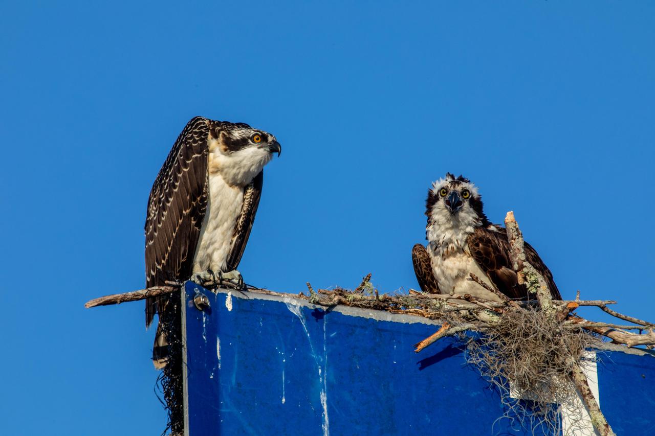 Two osprey perch atop a nest built on a structure at NASA’s Kennedy Space Center in Florida on May 16, 2022. The osprey is one of the bird species native to North America. The center shares a border with the Merritt Island National Wildlife Refuge. More than 330 native and migratory bird species call Kennedy and the wildlife refuge home. 