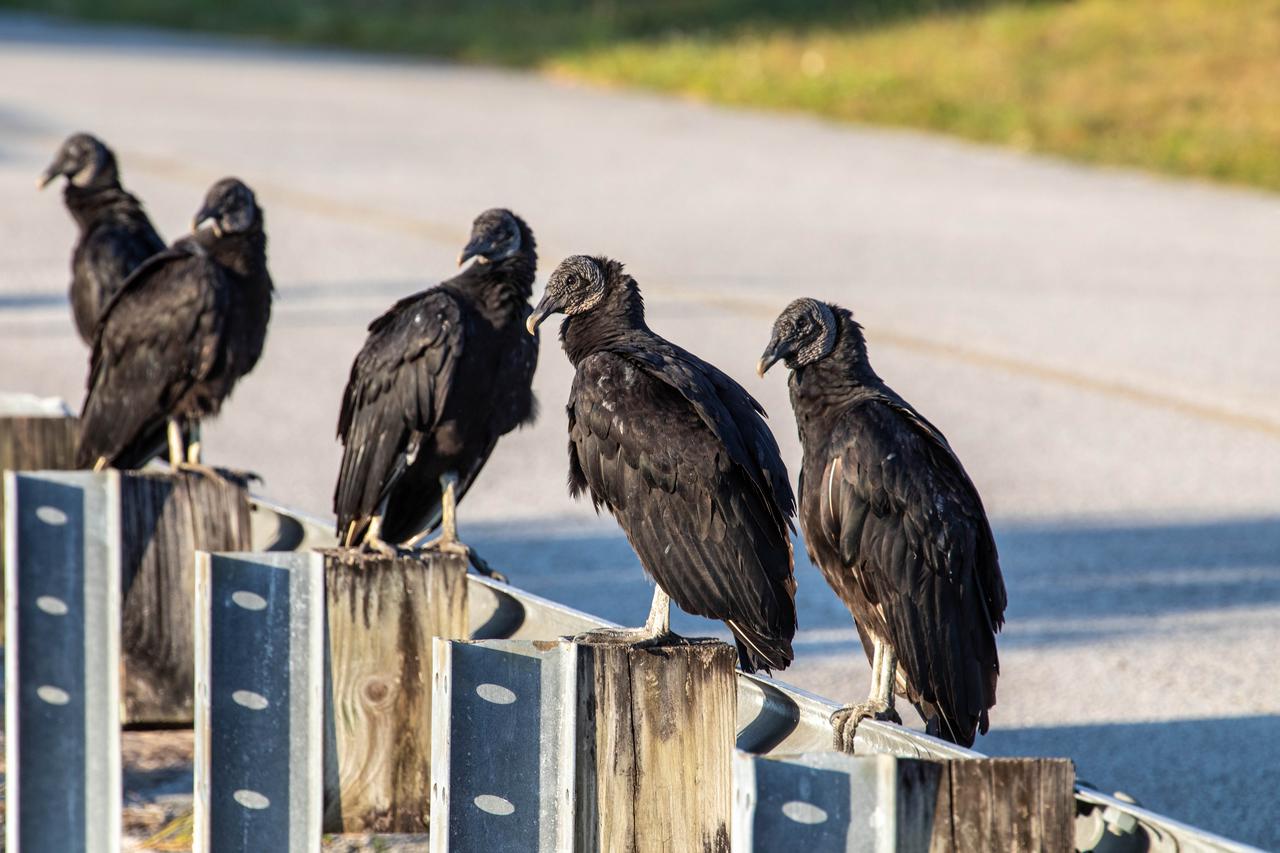 A row of vultures sit on a wooden fence near a road at NASA’s Kennedy Space Center in Florida on May 16, 2022. The center shares a border with the Merritt Island National Wildlife Refuge. More than 330 native and migratory bird species call Kennedy and the wildlife refuge home. 